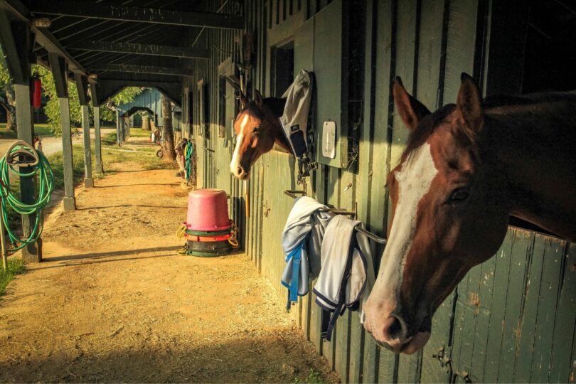 horses in stalls barn aisle