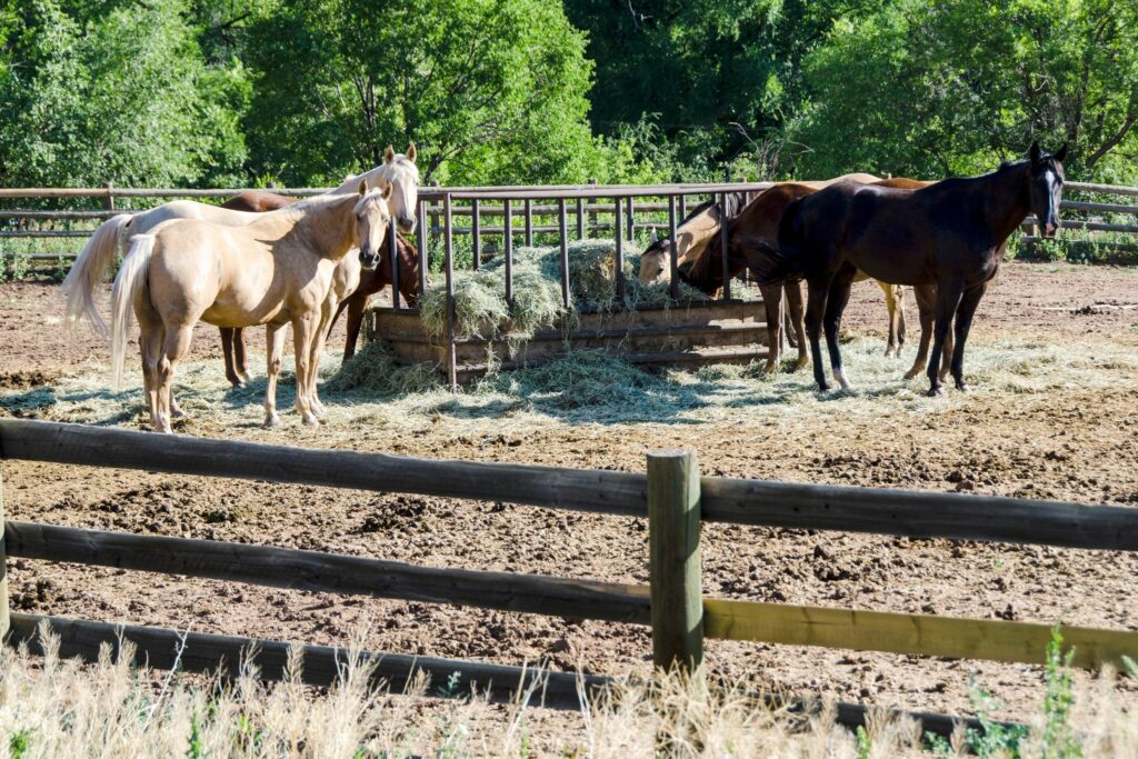 horses eating free choice hay 