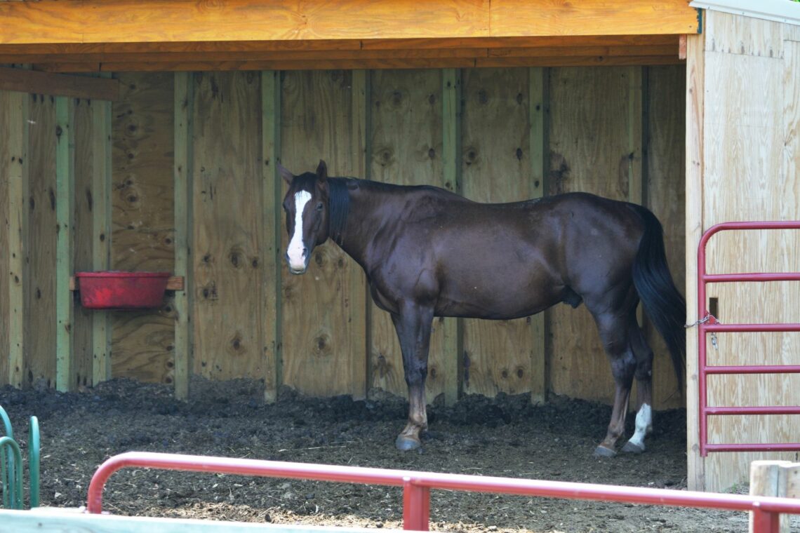 stable-sense-horse-barn-terminology-for-rookies