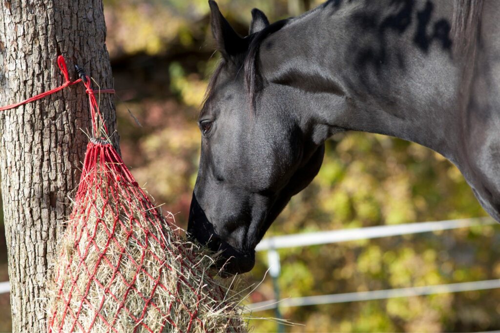 horse eating from slow feed hay net