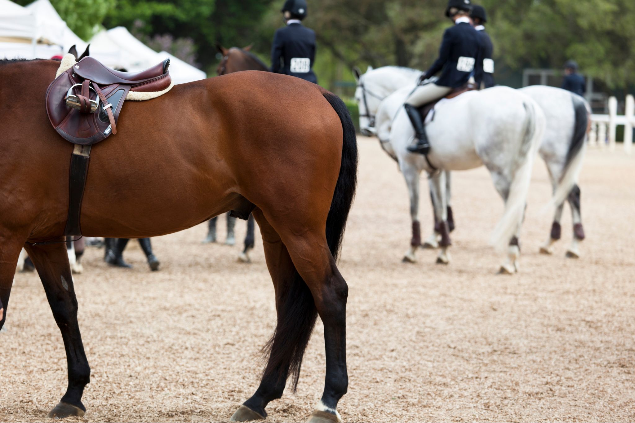 Rest & Recover What To Expect After Horse Hock Injections
