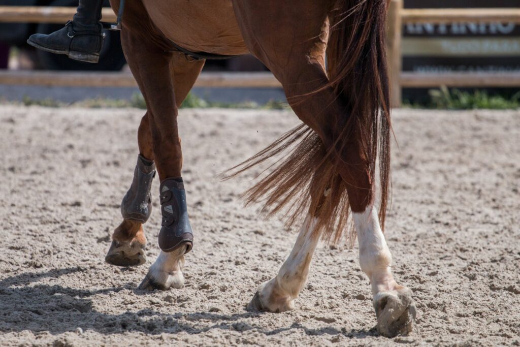 chestnut horse legs walking
