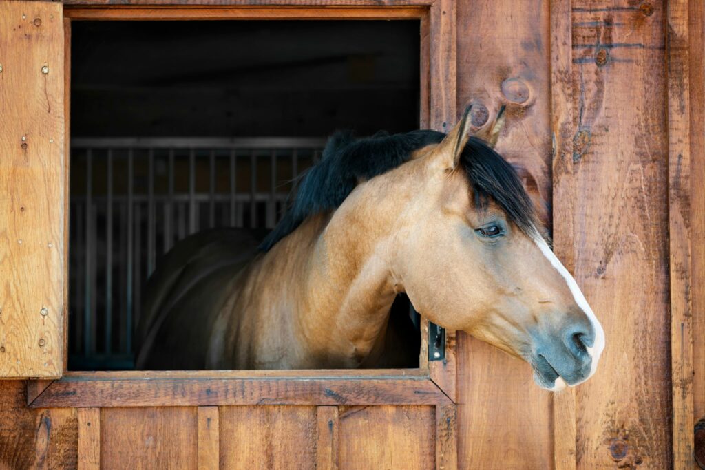 horse sticking head over stall door