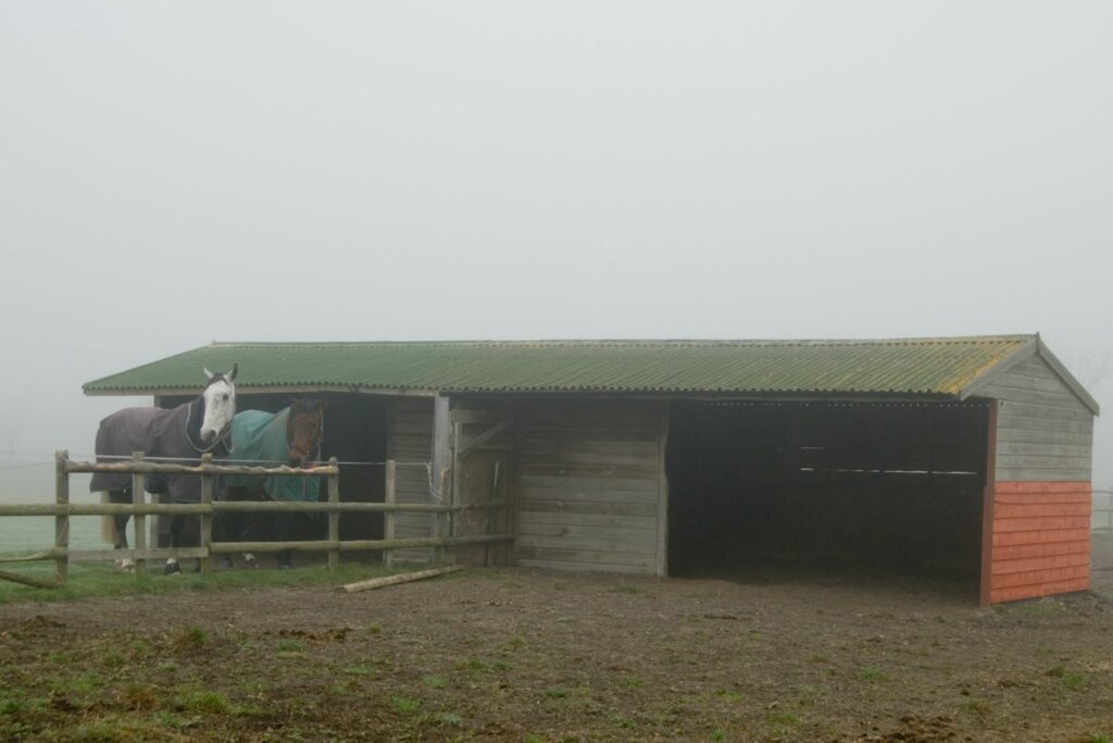 rainy day horse stable and horses