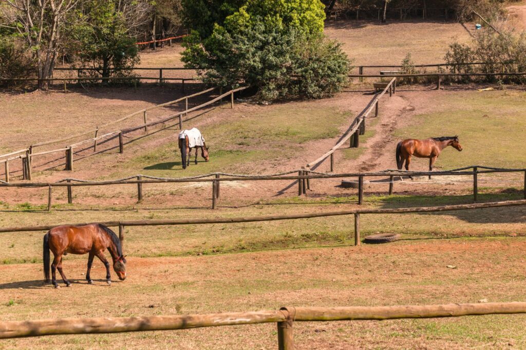 horses grazing in small paddocks