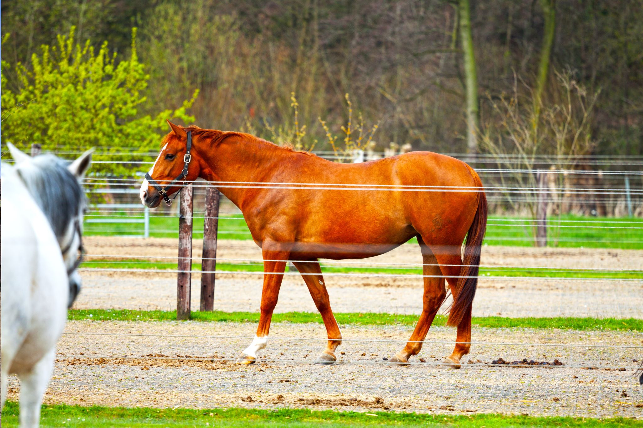 Less is More How to Keep Horses on Small Acreage Horse Rookie