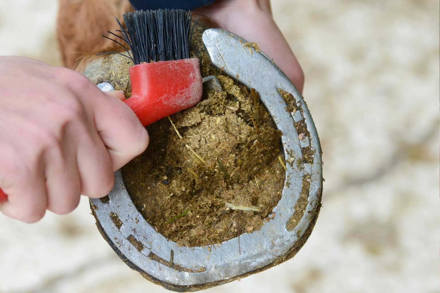 Fungus Free Easy Homemade Remedies for Horse Thrush Horse Rookie