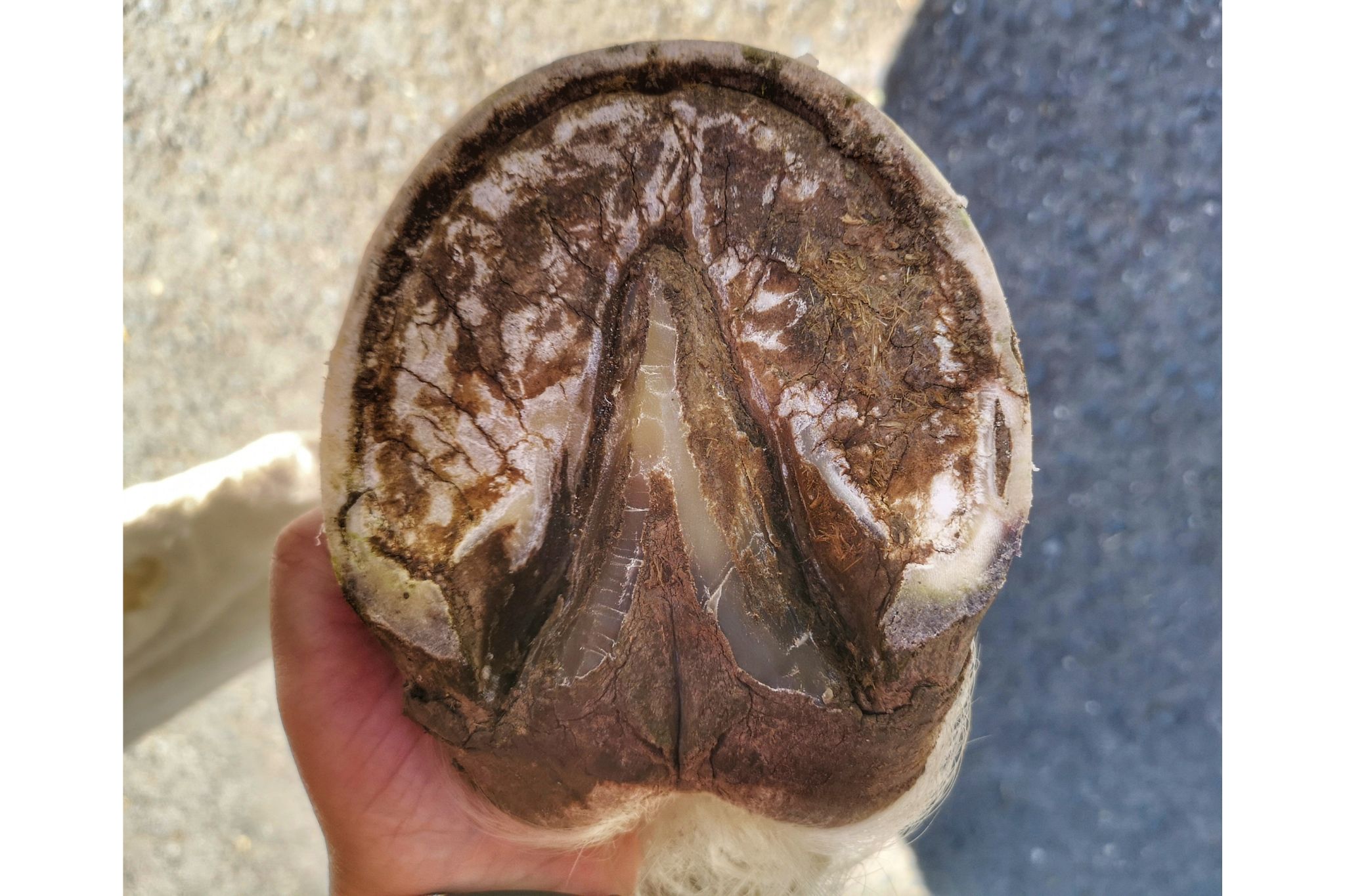 Fungus Free Easy Homemade Remedies for Horse Thrush