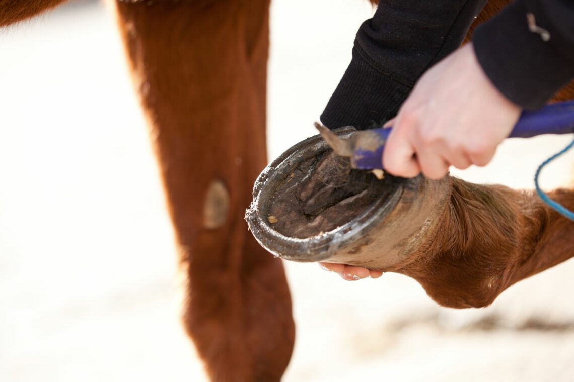 Fungus Free: Easy Homemade Remedies for Horse Thrush