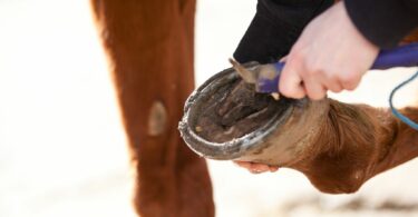 picking out a horse's hoof