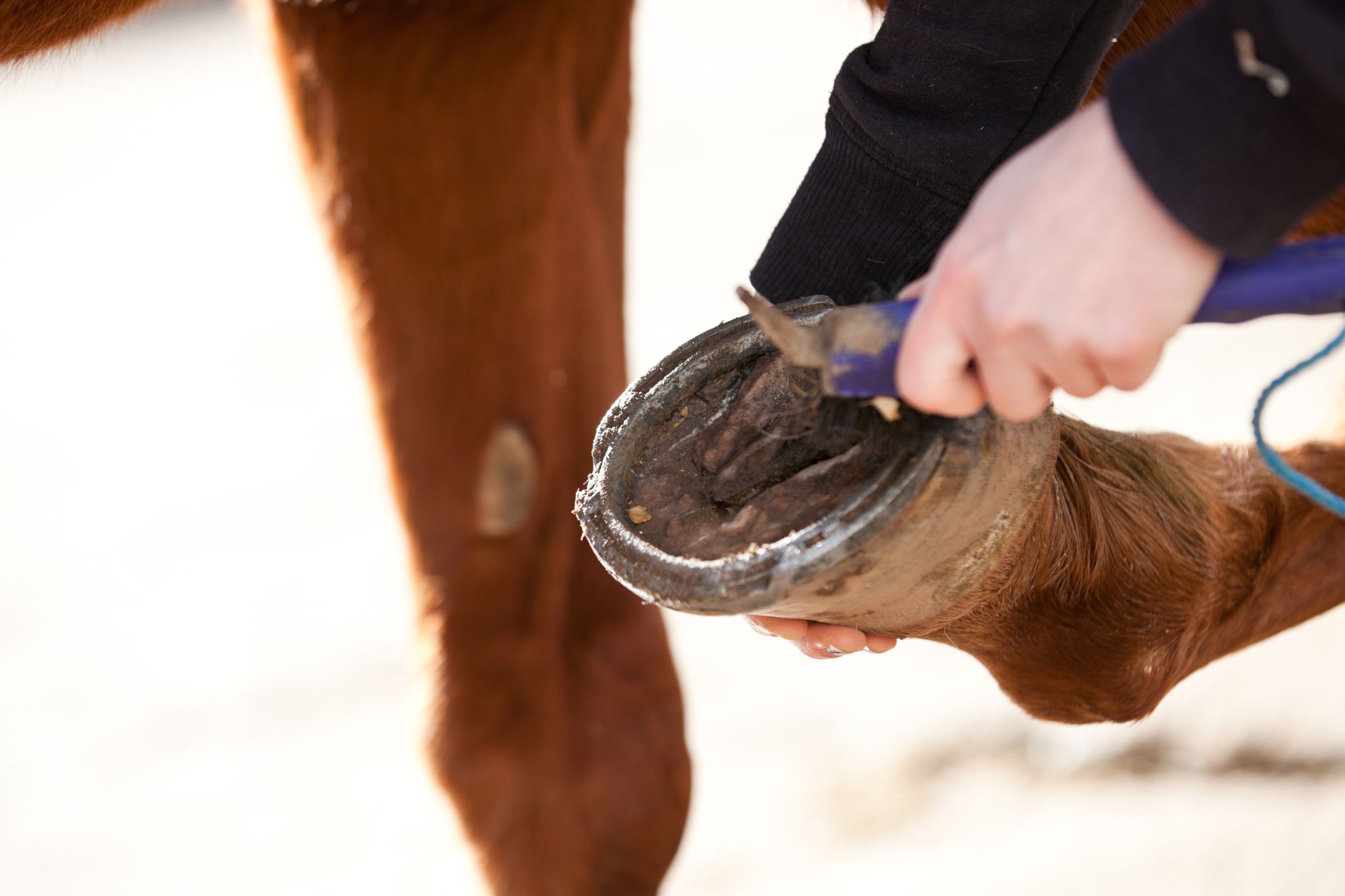 Fungus Free: Easy Homemade Remedies for Horse Thrush - Horse Rookie