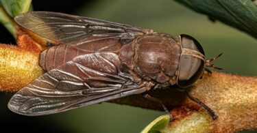 adult horse fly