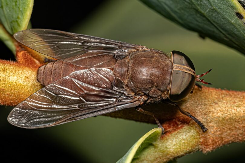 adult horse fly