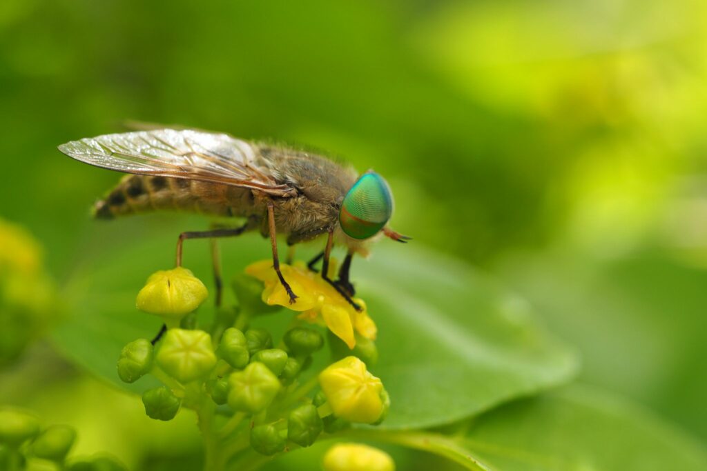 horse fly on a flower