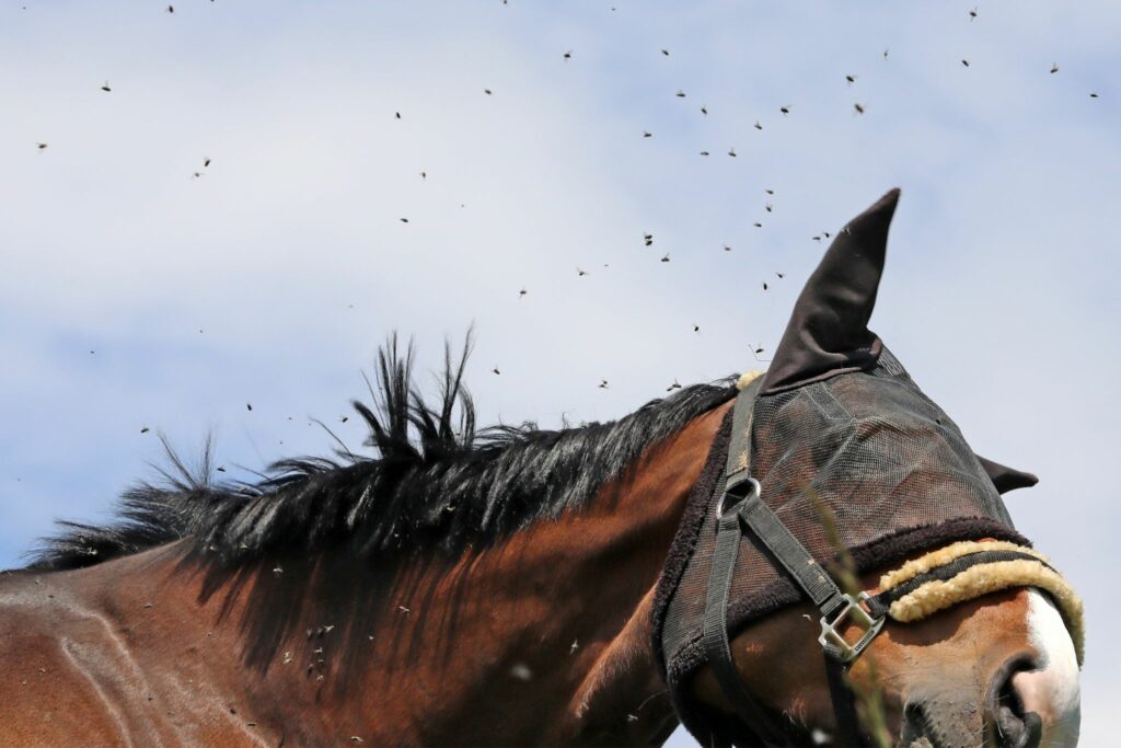 horse with fly mask on flies in the air