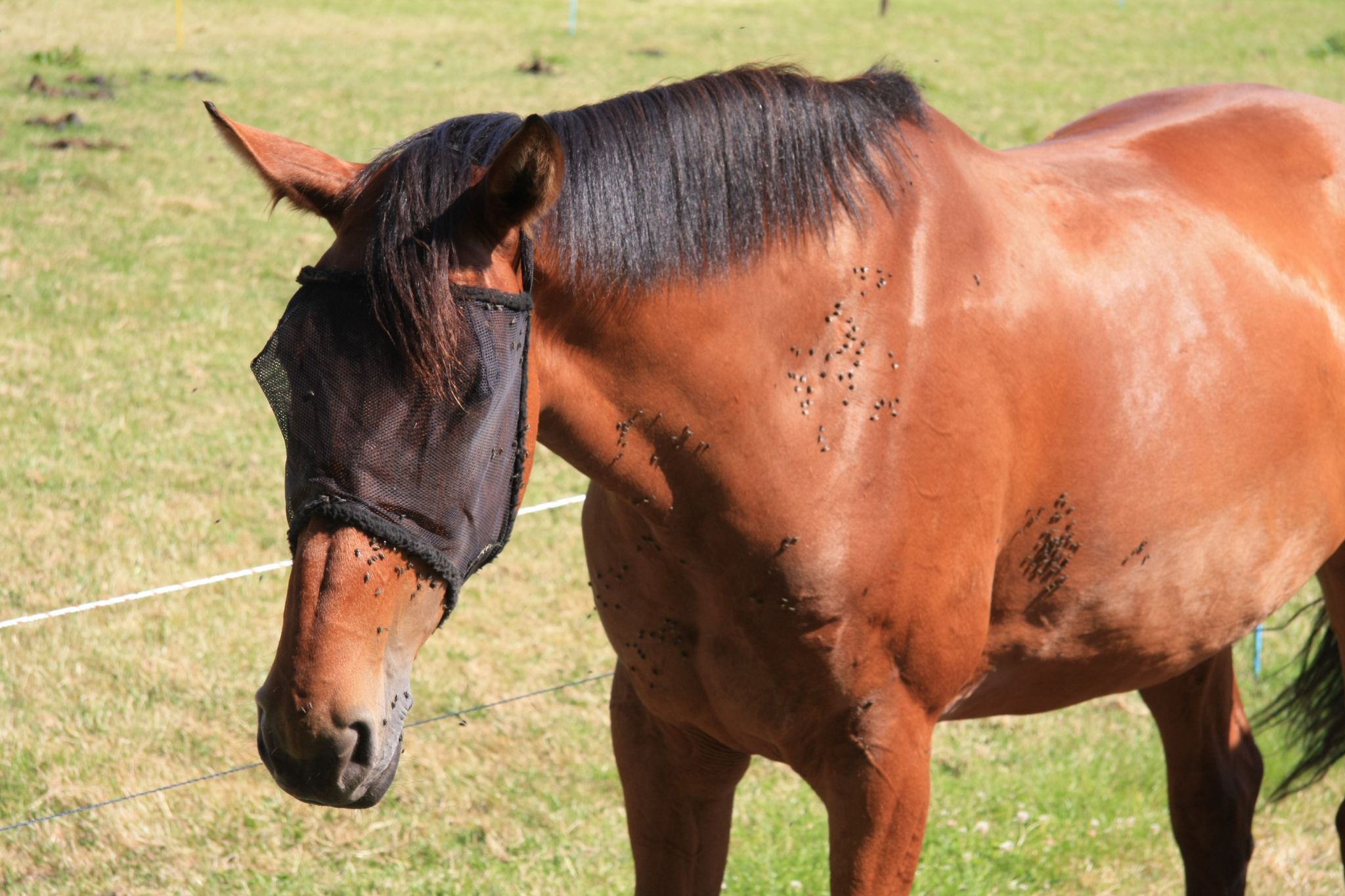 Swat to Trot What You Need to Know About Horse Flies