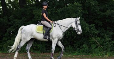 gray horse english riding trail ride