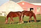 two horses grazing red barn