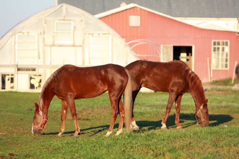 two horses grazing red barn