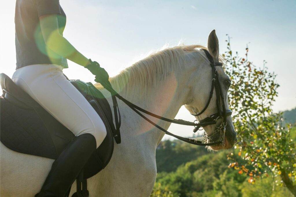 gray horse on trail wearing a double bridle