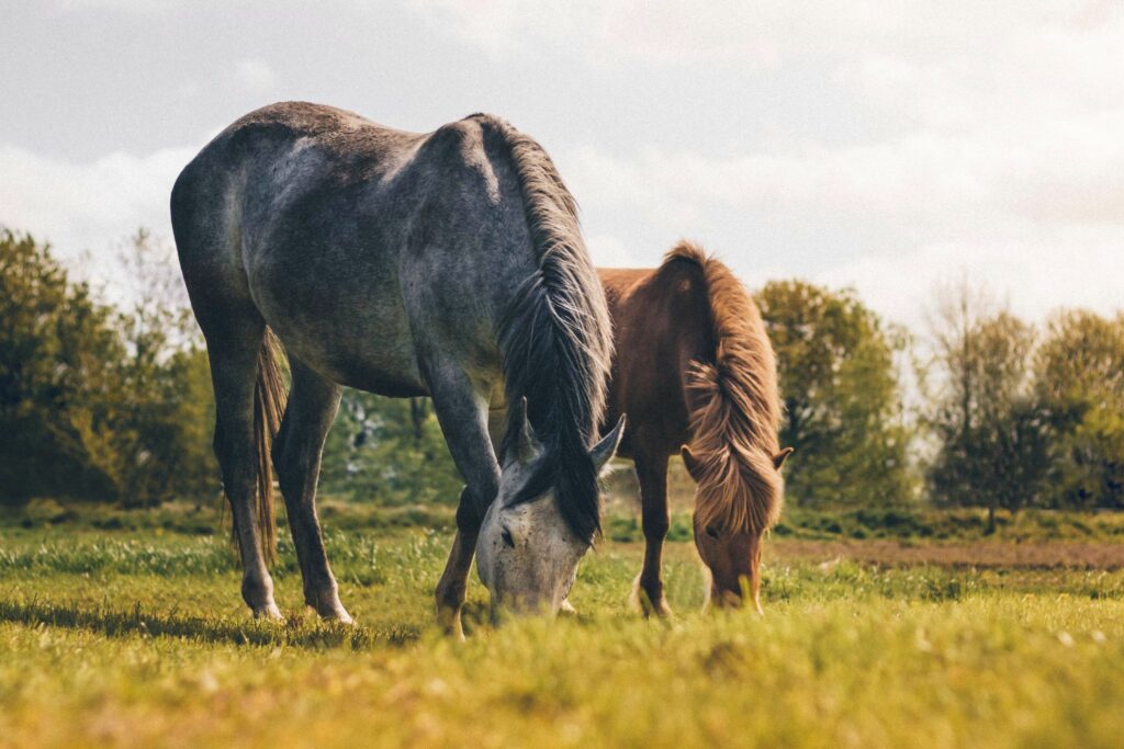 horse and pony grazing