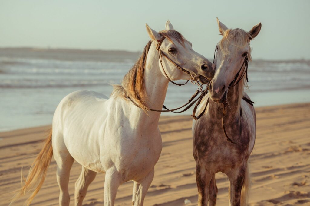 two gray horses on beach