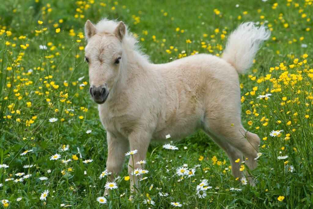 miniature horse foal