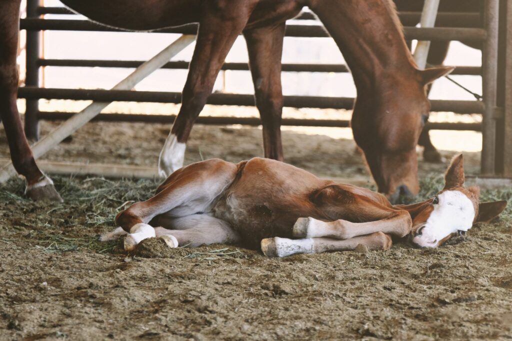 foal napping on ground next to mare