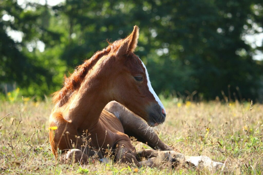 chestnut foal lying in field