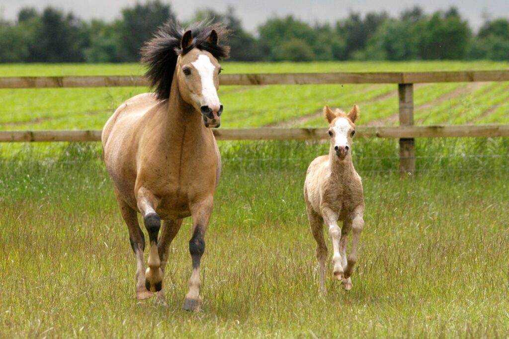 pony mare and pony foal in field