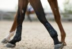 Horse legs walking chestnut visible