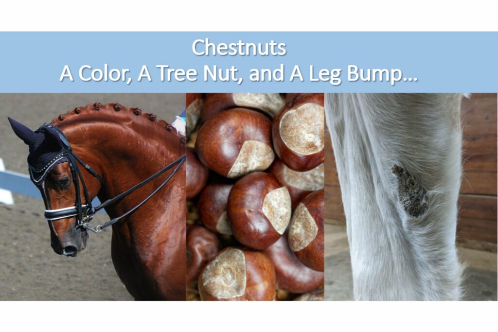 variations of the word chestnut color nut and leg bump