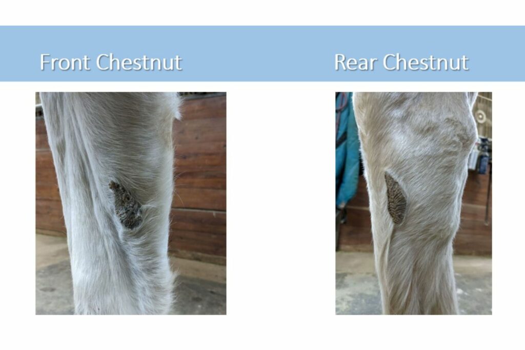 Chestnut locations on front and rear legs
