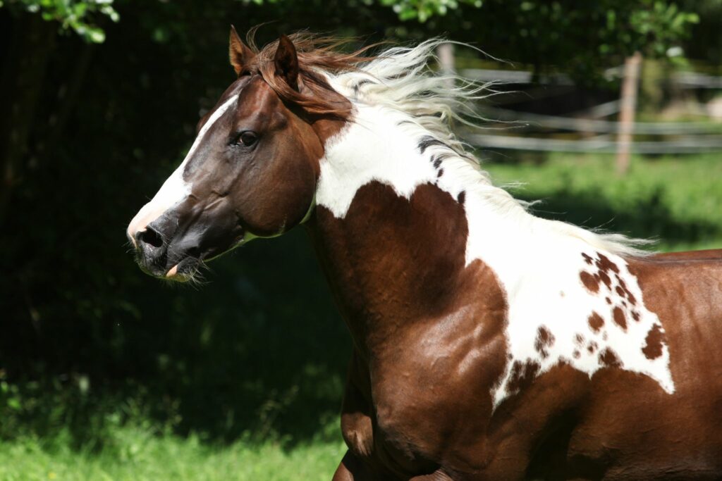 tobiano paint horse