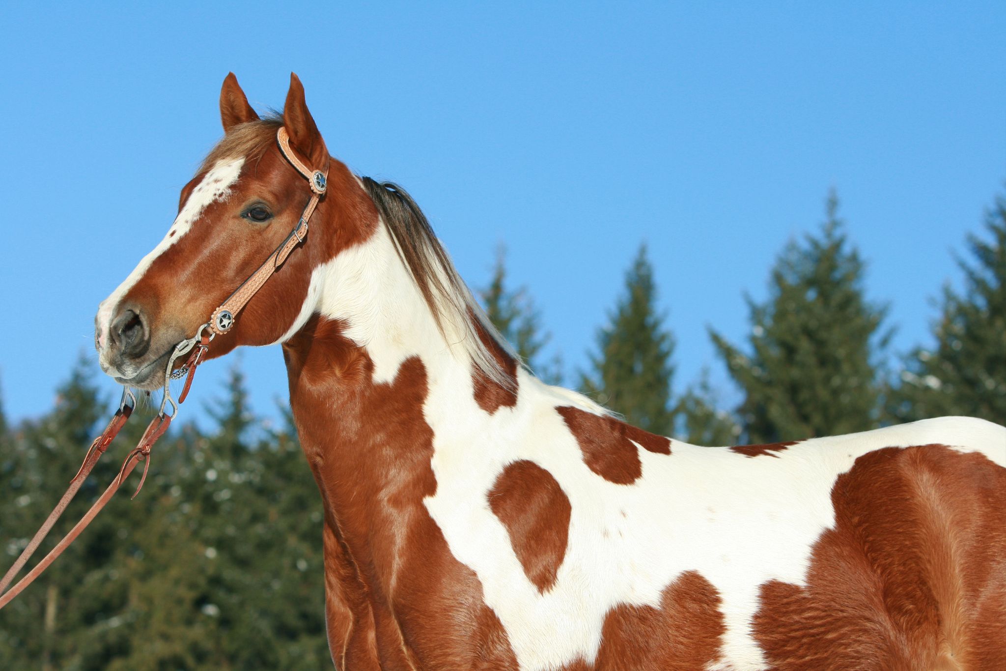 Breed Profile The Colorful World Of The Paint Horse Horse Rookie 417 Chestnut Tobiano Canva