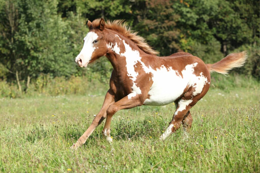 overo chestnut paint horse with flaxen mane