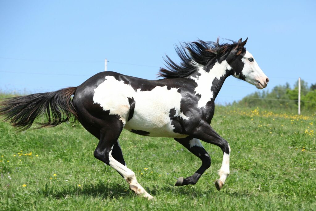 black and white paint horse
