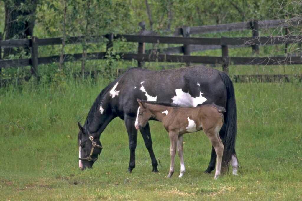 black overo paint mare and foal