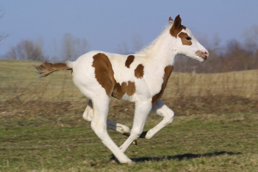 tovero paint foal
