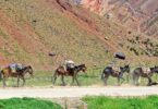 string of mules on trail