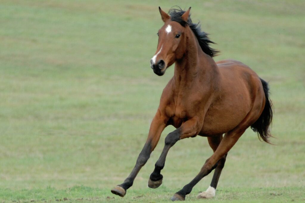 bay horse cantering in field