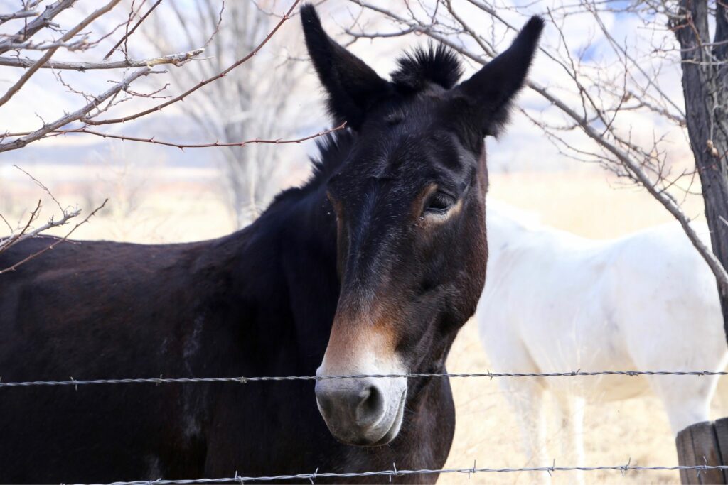 dark colored mule behind barbed wire fence