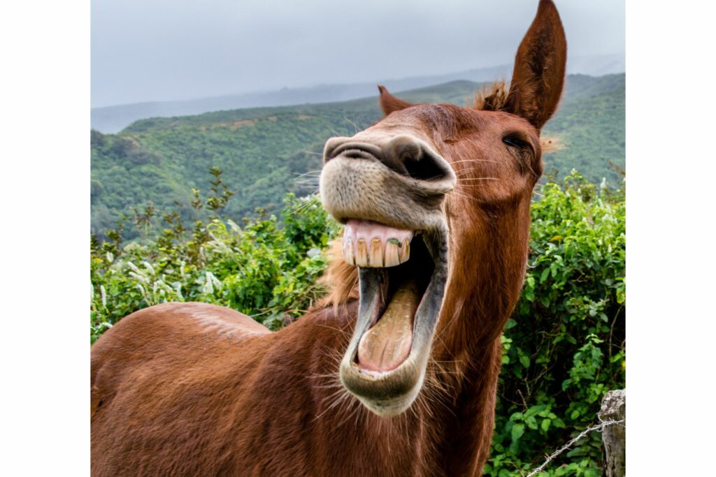 mule yawning