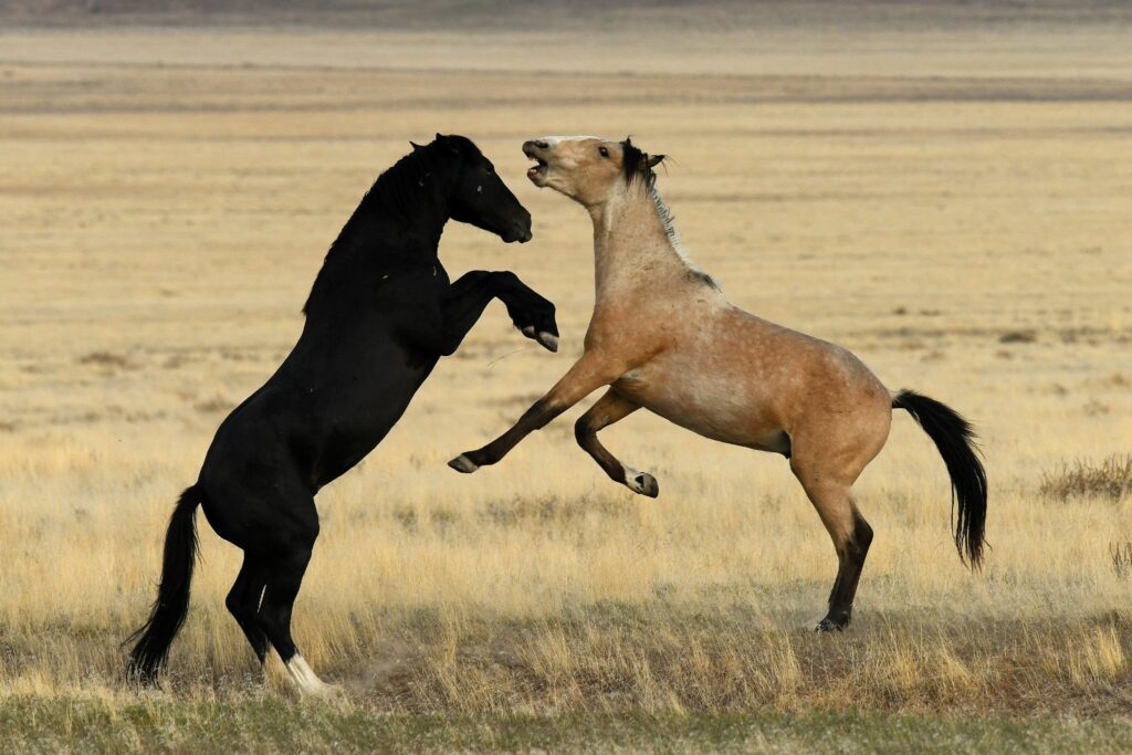black and buckskin wild horses fighting