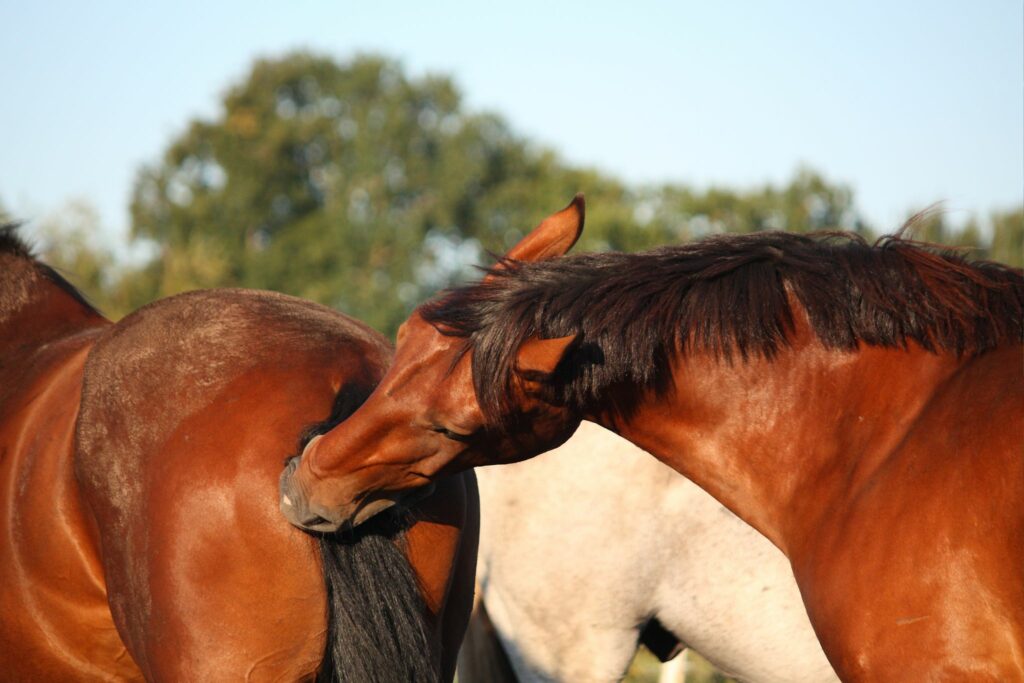 horse biting another horse's tail