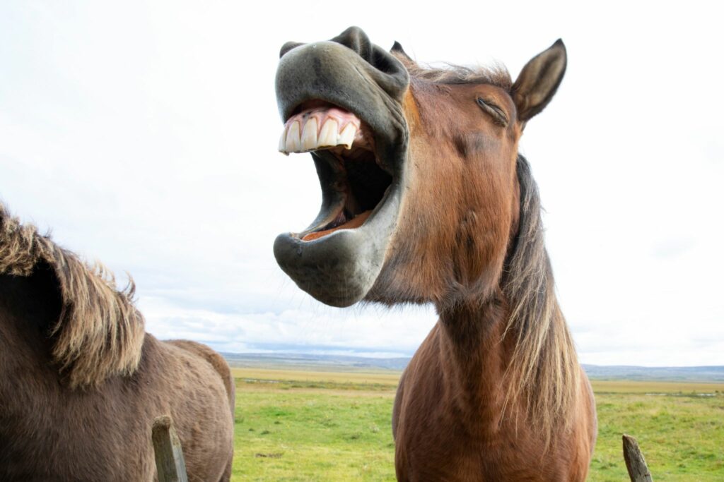 horse yawning