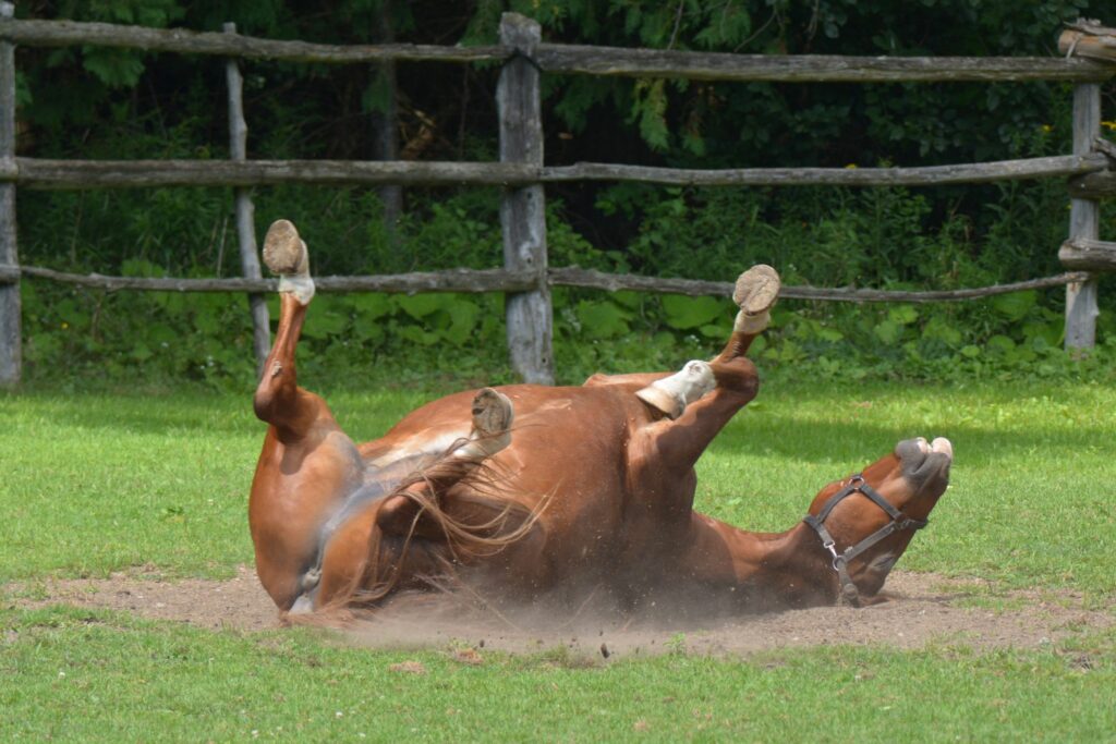 horse rolling