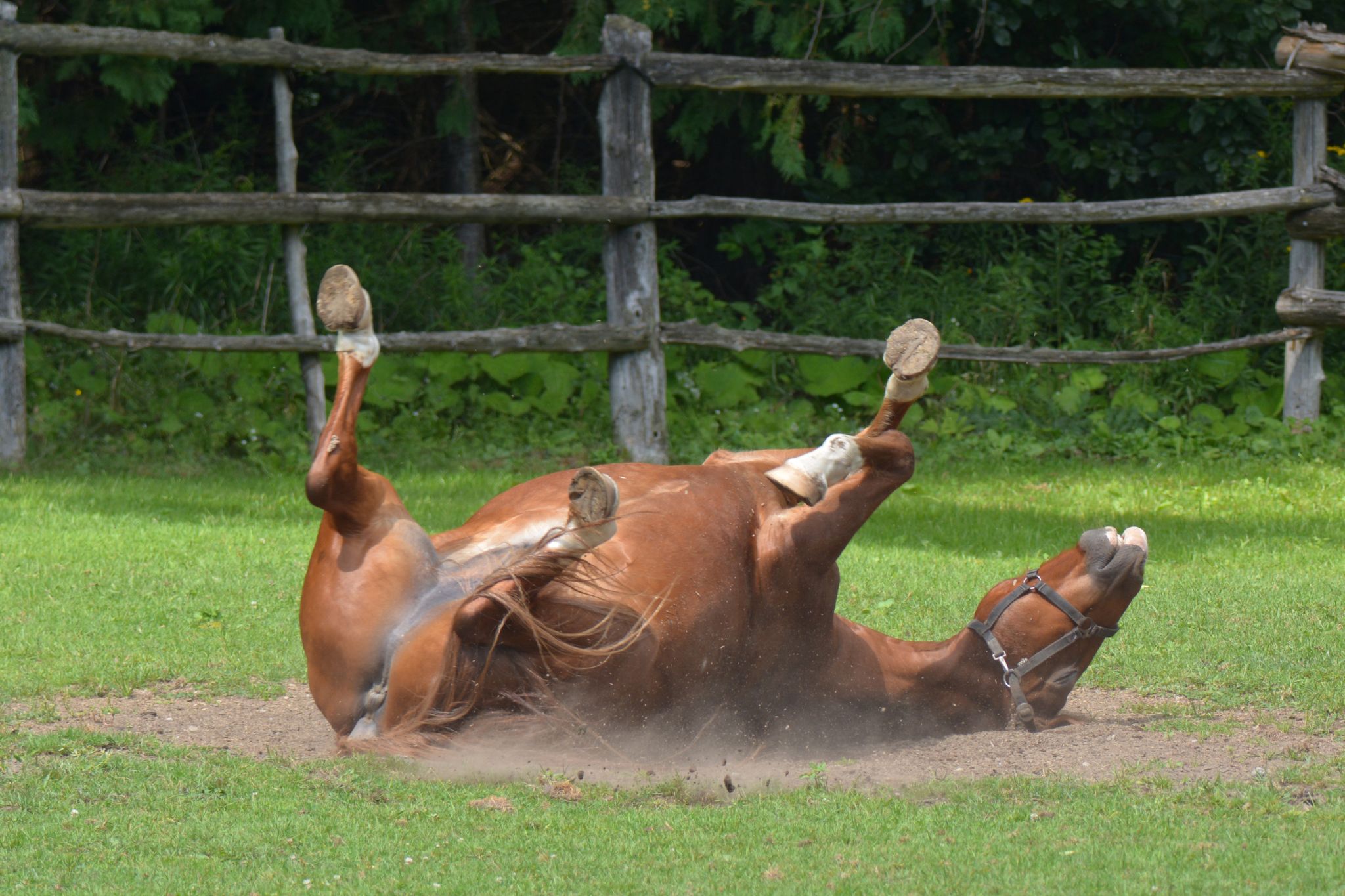 Speaking Horse Translating Equine Vocalizations Horse Rookie