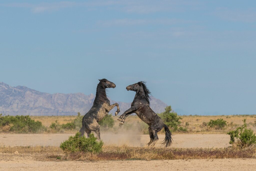 two wild black stallions fighting