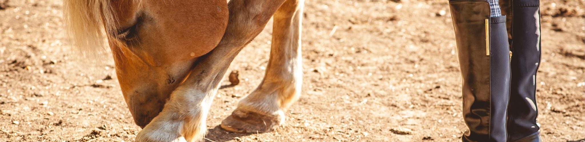 flies on horse leg